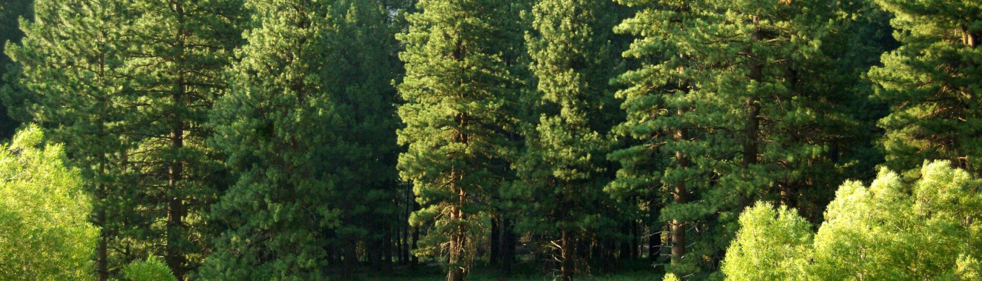 Enjeu environnemental