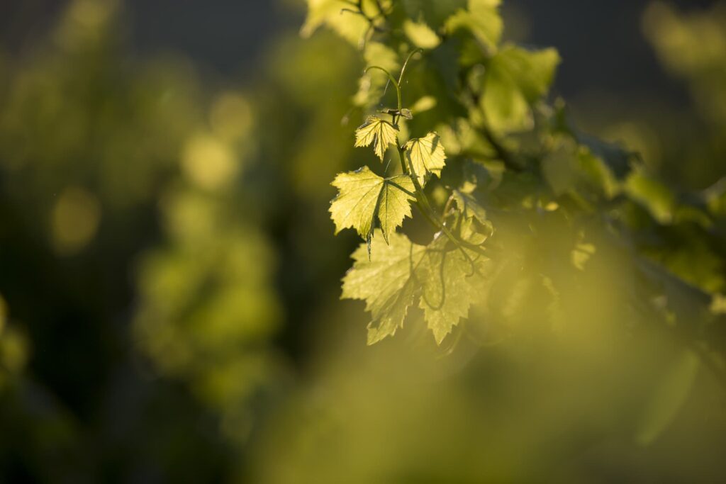 Valeurs FFPV Barcodis